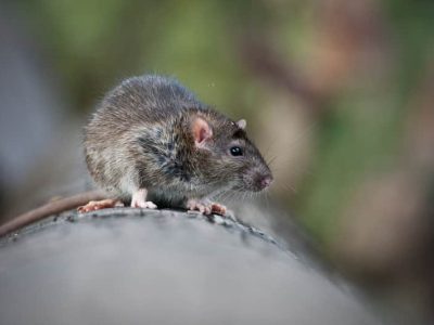Gyors és hatékony patkányirtás a környezet terhelése nélkül